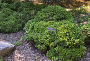 Buxus microphylla