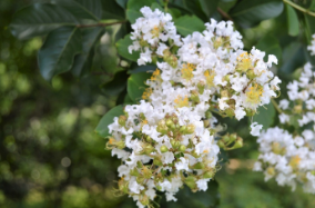 Lagerstroemia 'Natchez'