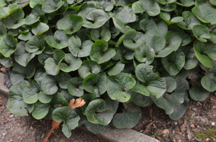 Asarum canadense