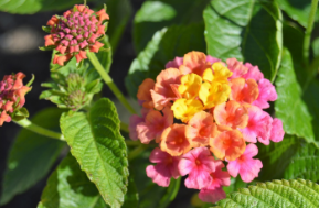 Lantana camara