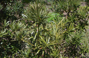 Podocarpus macrophyllus