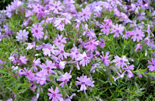 Phlox subulata 'Fort Hills'