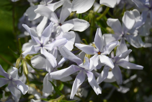 Phlox divaricata 'May Breeze'