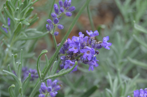 Lavandula angustifolia 'Sarah'