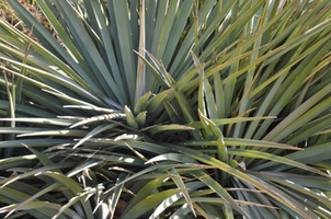 Yucca schottii