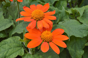 Tithonia rotundifolia 'Fiesta del Sol'