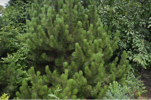 Pinus leucodermis