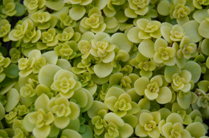 Sedum makinoi 'Ogon'