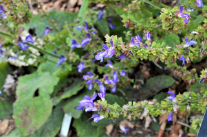 Salvia officinalis 'Berggarten'