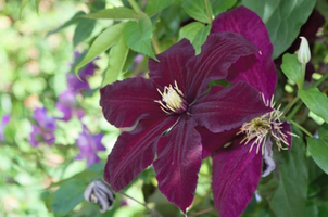 Clematis 'Niobe'