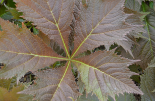 Rodgersia podophylla