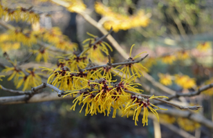 Hamamelis × intermedia 'Ostergold'