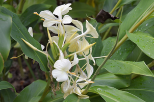 Hedychium flavescens