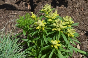 Solidago 'Little Lemon'