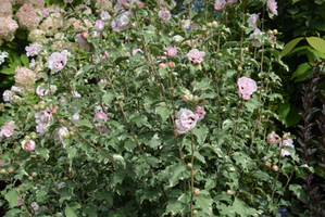 Hibiscus syriacus 'Sugar Tip'