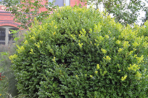 Buxus microphylla var. japonica