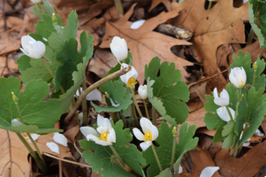 Sanguinaria canadensis