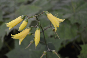 Kirengeshoma koreana