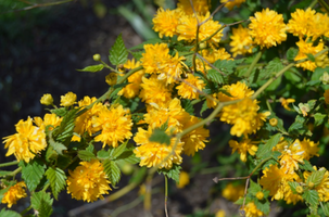 Kerria japonica 'Pleniflora'