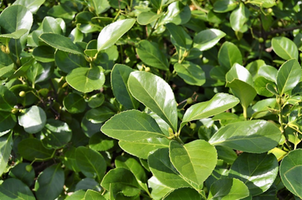 Euonymus kiautschovicus 'Manhattan'