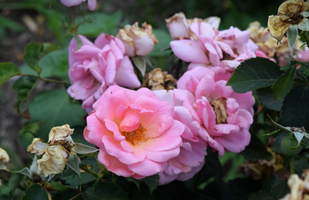 Rosa 'Peachy Knock Out'