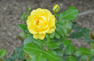 Rosa 'Walking on Sunshine'