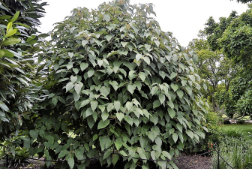 Davidia involucrata 'Sonoma'