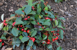 Gaulteria procumbens