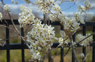 Amelanchier canadensis