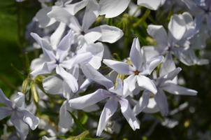 Phlox divaricata 'May Breeze'