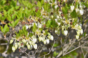 Enkianthus perulatus 'J.L Pennock'