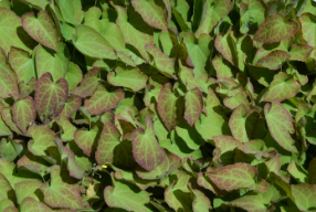 Epimedium × perralchicum 'Frohnleiten'