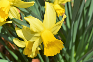 Narcissus 'February Gold'