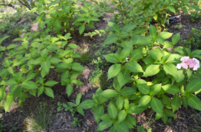 Hydrangea serrata