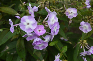 Phlox paniculata 'Katherine'