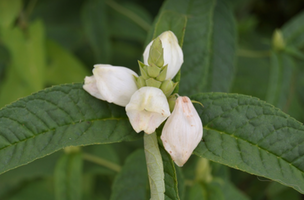 Chelone glabra