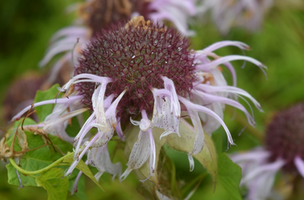 Eastern Bee Balm