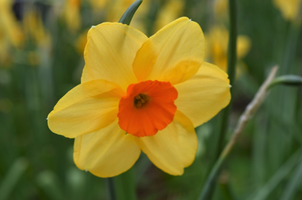 Narcissus 'Kendron'