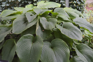 Hosta 'Komodo Dragon'