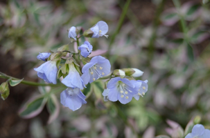 Polemonium reptans 'Stairway to Heavan'