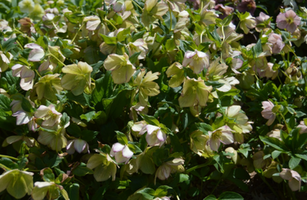 Helleborus x hybridus 'Pine Knot Select Strain'