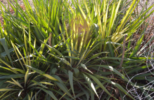 Yucca filamentosa 'Bright Edge'