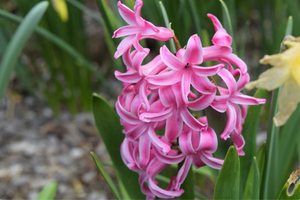 Hyacinthus orientalis 'Pink Pearl'