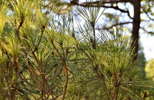 Pinus densiflora