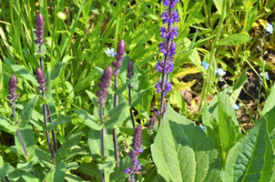 Salvia nemorosa 'Caradonna'