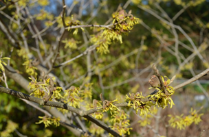 Hamamelis × intermedia 'Double Gold'