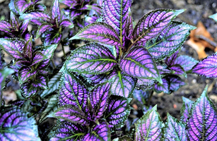 Strobilanthes dyerianus