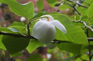 Magnolia sieboldii