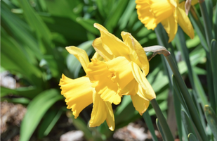 Narcissus 'Camelot'