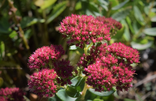 Sedum spectabile 'Autumn Joy'